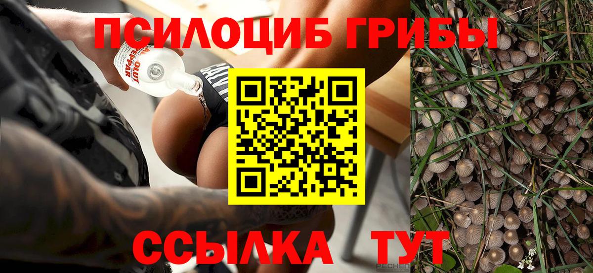 Псилоцибиновые грибы Cubensis  Галлюциногенные грибы GOLDEN TEACHER  Вход с VPN  Благовещенск 